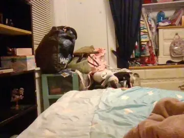 Bongacams Live Sex of starlight1983