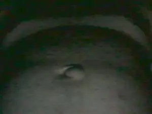 Cam4 Sex Cam of bigsperm