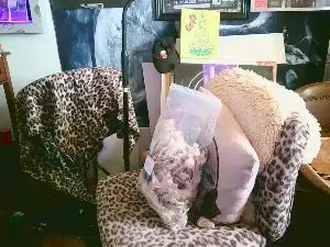 Cam4 Adult Webcam of blindsurfer