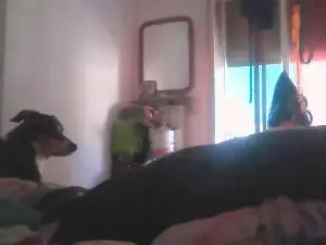 Cam4 Best Webcam of zena_xxx