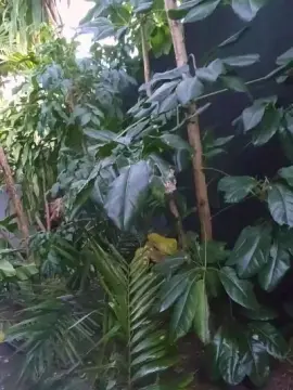 Cam4 Watch Live Sex Cams of argonxxx