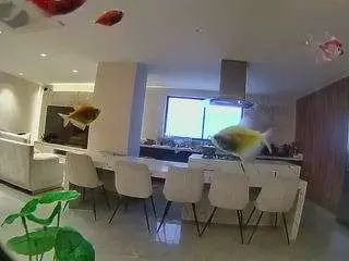 Camsoda Sex Cam of voyeurcam-casa-salsa-fishtank