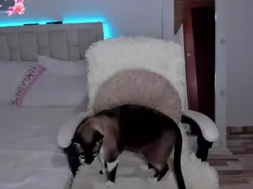 Chaturbate Sex Cam of ms_afrodita_