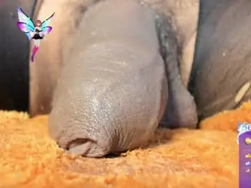 Chaturbate Sex Cam of charlotte_laurent1